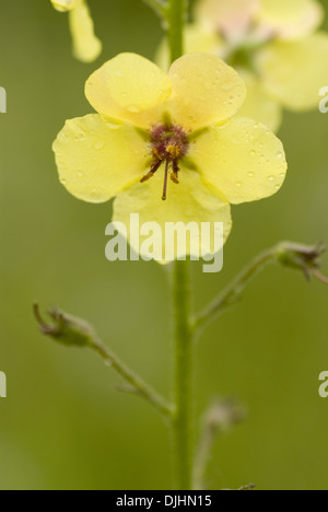 Espèce de molène, Verbascum blattaria Banque D'Images