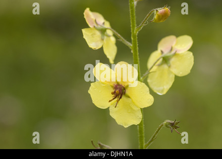 Espèce de molène, Verbascum blattaria Banque D'Images