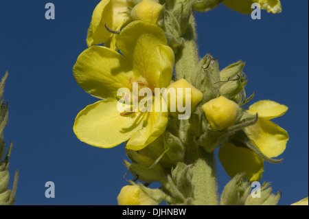 Molène, verbascum phlomoides orange Banque D'Images