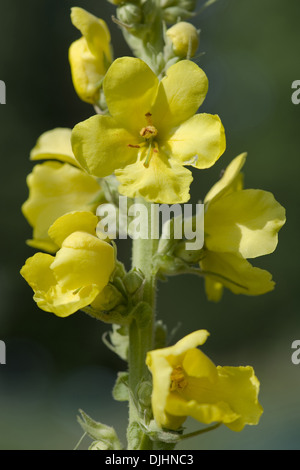 Molène, verbascum phlomoides orange Banque D'Images