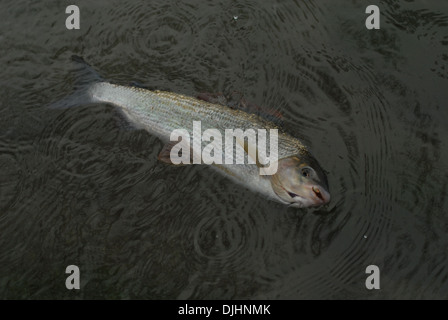 La pêche à la mouche de l'ombre arctique uk Banque D'Images