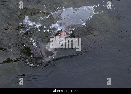 La pêche à la mouche de l'ombre arctique uk Banque D'Images