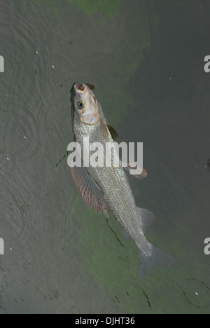 La pêche à la mouche de l'ombre arctique uk Banque D'Images