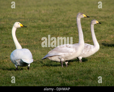 Trois cygnes chanteurs (Cygnus cygnus) dans un pré, un adulte, deux jeunes cygnes Banque D'Images