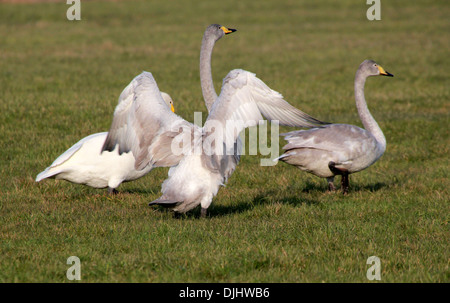 Trois cygnes chanteurs (Cygnus cygnus) dans un pré, un juvénile les ailes battantes Banque D'Images