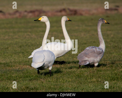 Trois cygnes chanteurs (Cygnus cygnus) dans un pré Banque D'Images