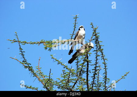 Couple de blanche du Nord, ou la pie-grièche migratrice, à croupion blanc (Eurocephalus rueppelli) perché sur un acacia Banque D'Images