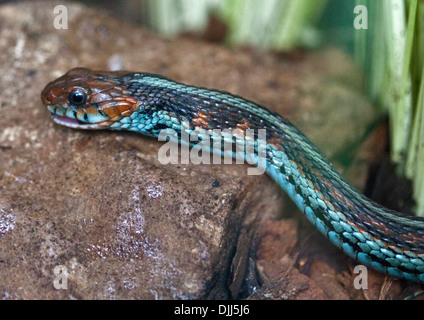 San Francisco (Thamnophis sirtalis tetrataenia) Banque D'Images