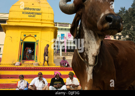 Une vache, un animal sacré en Inde, marche à côté de l'un des temples de Varanasi. Banque D'Images