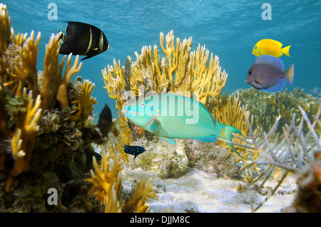 Scène sous-marine avec des poissons tropicaux colorés dans un récif de corail, de l'océan Atlantique, les îles Bahamas Banque D'Images