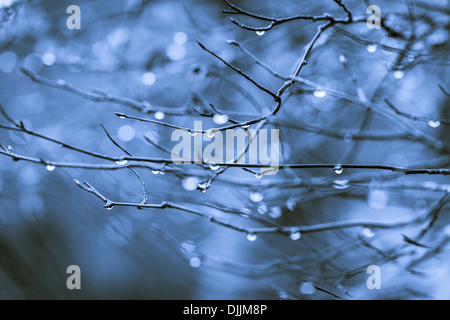 Les brindilles et les gouttes d'eau, bleu image en noir et blanc teinté Banque D'Images