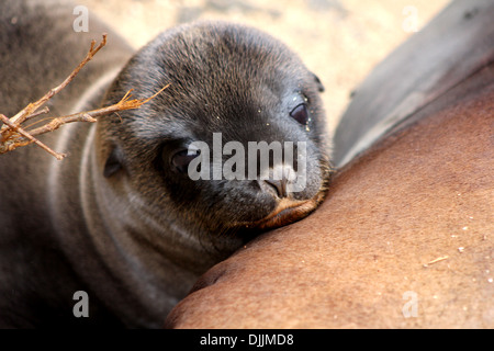 Pup Lion de mer se reposant sur sa mère dans les îles Galapagos Banque D'Images