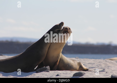 Les Lions de mer sur une plage dans les îles Galapagos Banque D'Images