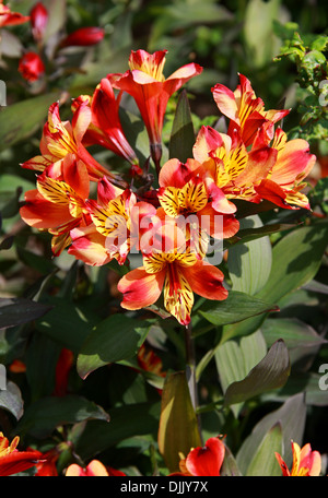Lily péruvienne ou lis des Incas, l'Alstroemeria 'Été indien', Tesronto Alstroemeriaceae. Banque D'Images