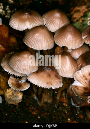 Bonnets en cluster, Mycena inclinata, Mycenaceae Banque D'Images