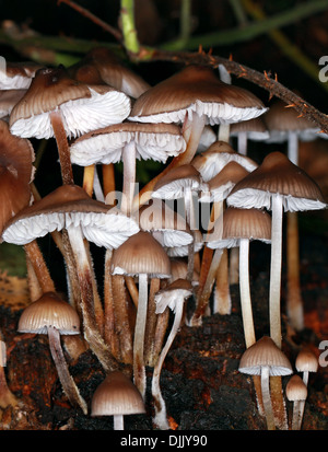 Bonnets en cluster, Mycena inclinata, Mycenaceae Banque D'Images