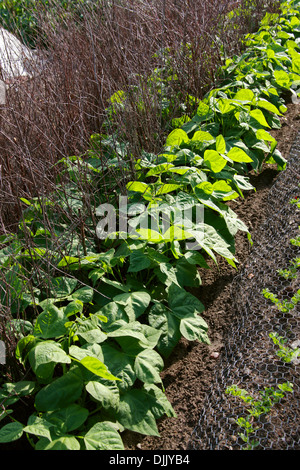 Les haricots nains', 'Delinel Phaseolus vulgaris, Fabaceae. Banque D'Images