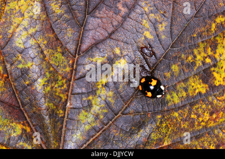 La Coccinelle Arlequin, Harmonia axyridis, Coccinellidae, Coleoptera. Variante avec quatre points orange sur un corps noir. Banque D'Images