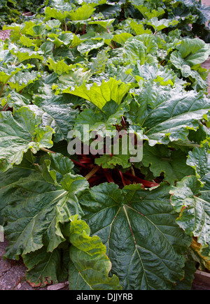 La rhubarbe, Rheum rhabarbarum, Polygonaceae. Banque D'Images