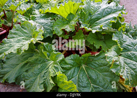 La rhubarbe, Rheum rhabarbarum, Polygonaceae. Banque D'Images