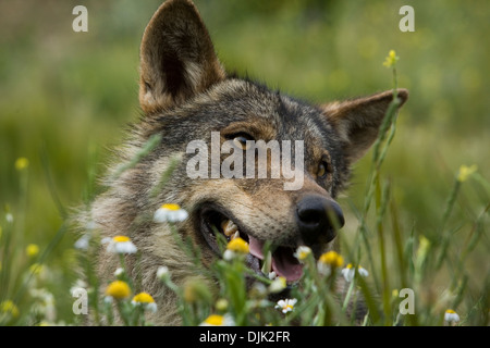 Loup ibérique se reposant dans un pré d'herbe et de fleurs. Parc des loups, Antequera, Malaga, Andalousie, Espagne Banque D'Images