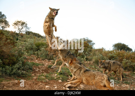 Loup ibérique pack de saut. Parc des loups, Antequera, Malaga, Andalousie, Espagne Banque D'Images
