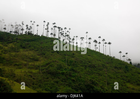 Palmiers, cire Ceroxylon quindiuense (Palma de Cera del quindio, Quindio wax palm) dans la vallée de Corcora, Salento, Colombie Banque D'Images