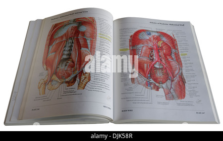 Un ouvrage médical schéma anatomique Banque D'Images