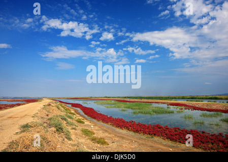 Au Delta de la rivière Evros, Thrace, Grèce. Banque D'Images