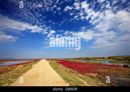 Au Delta de la rivière Evros, Thrace, Grèce. Banque D'Images