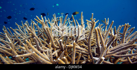 Coraux et poissons de récif dans les îles Raja Ampat, Papouasie Occidentale Banque D'Images