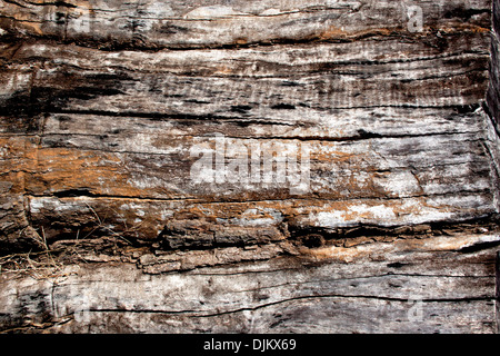 Extreme close up de la texture et des motifs sur de vieux tronc d'arbre en décomposition Banque D'Images