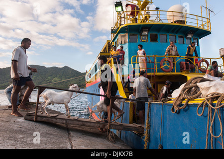 Les caprins élevés sur Matuku prises sur le bateau d'approvisionnement irrégulier, la dame Sandy à prendre à Suva. Les Fidji Banque D'Images