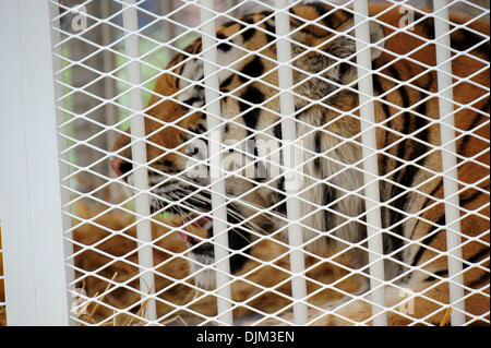 18 septembre 2010 - Baton Rouge, Louisiane, États-Unis d'Amérique - Mike le tigre dans sa cage au Tiger Stadium de Baton Rouge, Louisiane. LSU défait 27-9 de l'État du Mississipi. (Crédit Image : © Stacy Revere/ZUMApress.com) Southcreek/mondial Banque D'Images