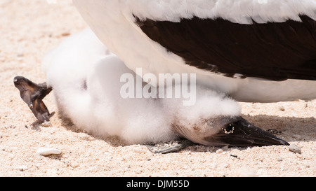 Close up fou masqué chick se cachant sous la mère, la tête sur son pied. Poser la bande dessinée vu sur une plage de sable à distance, l'île Huon, Nouvelle Calédonie Banque D'Images