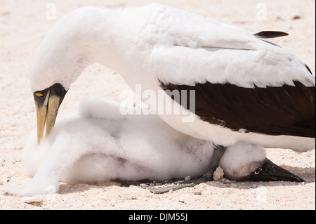 Close up femme fou masqué tendant à son poussin, se cachant entre ses jambes sur une plage éloignée. L'île Huon, Nouvelle Calédonie Banque D'Images