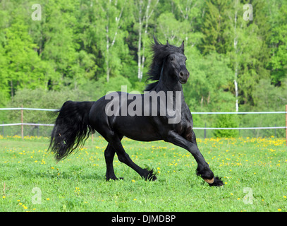 Portrait cheval frison noir au galop avec de belles fées et mane in motion Banque D'Images