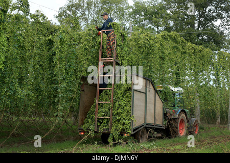 Hop la récolte à la ferme des stocks, Suckley, Worcestershire. Banque D'Images