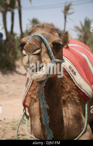 Camel attendent les touristes dans la palmeraie, Marrakech, Maroc, afrique du nord Banque D'Images