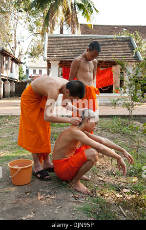 Trois moines novices chaque rasage autres chefs Luang Prabang au Laos Banque D'Images