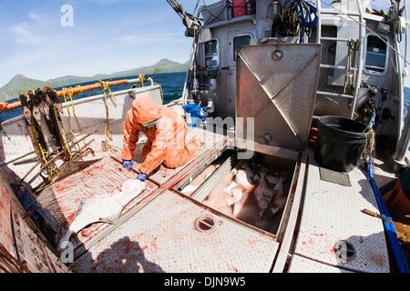 Placer dans le Fishhold Flétan vidé, d'être au cours de la pêche palangrière commerciale glacé, sud-ouest de l'Alaska, l'été. Banque D'Images