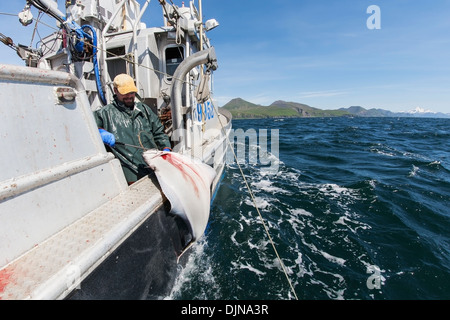 Flétan gaffe d'apporter à bord lors de la pêche commerciale, sud-ouest de l'Alaska, l'été. Banque D'Images