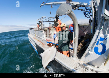 Flétan gaffe d'apporter à bord lors de la pêche commerciale, sud-ouest de l'Alaska, l'été. Banque D'Images