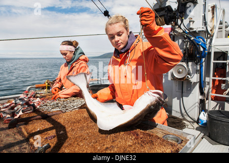 L'éviscération et la pêche commerciale au flétan près de False Pass In Morzhovoi Bay, sud-ouest de l'Alaska, l'été. Banque D'Images