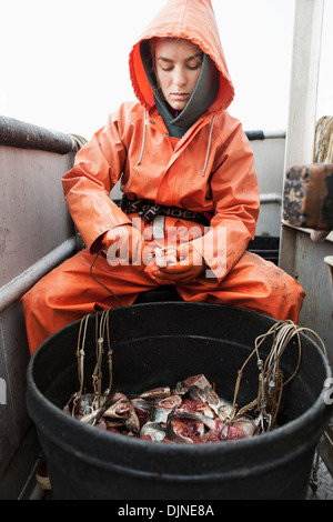 Flétan de l'appâtage hameçons palangre avec Rose tout en se préparant à la pêche commerciale du flétan dans la baie de Morzhovoi, près de False Pass Banque D'Images