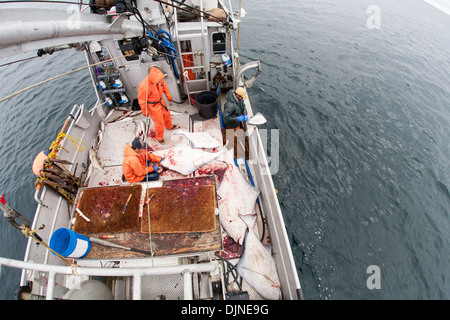 Flétan gaffe d'apporter à bord lors de la pêche commerciale, sud-ouest de l'Alaska, l'été. Banque D'Images