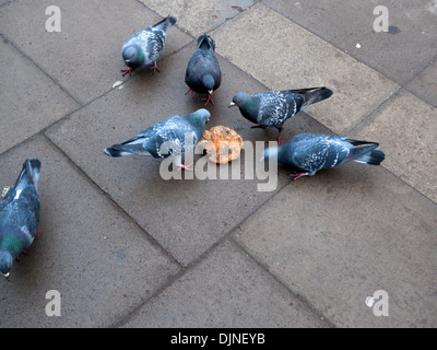 Pigeons sur les trottoirs à picorer un morceau de pain sur le chemin de New York à King's Cross Londres UK KATHY DEWITT Banque D'Images