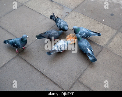 Pigeons sur les trottoirs à picorer un morceau de pain sur le chemin de New York à King's Cross Londres UK KATHY DEWITT Banque D'Images