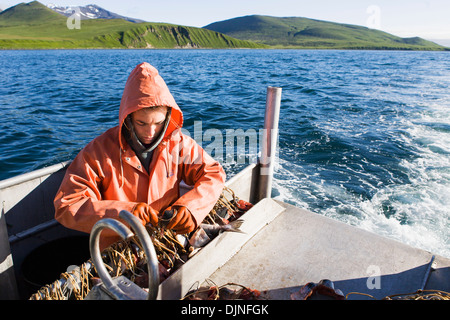 Flétan de l'appâtage hameçons palangre avec Rose tout en se préparant à la pêche commerciale au flétan près de King Cove, péninsule de l'Alaska Banque D'Images