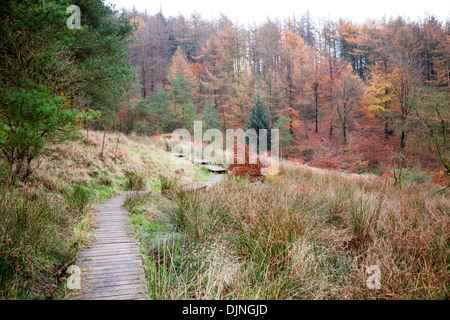 Un trottoir de bois couvrant un sentier, arbres, feuilles d'automne brun, conifères, près de Macclesfield Forest Brook Bollin Cheshire Banque D'Images